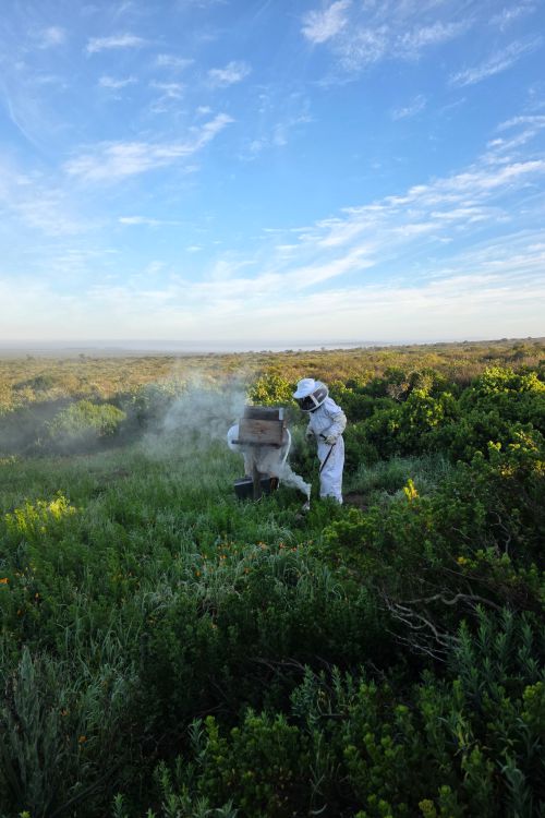 pjs honey harvesting
