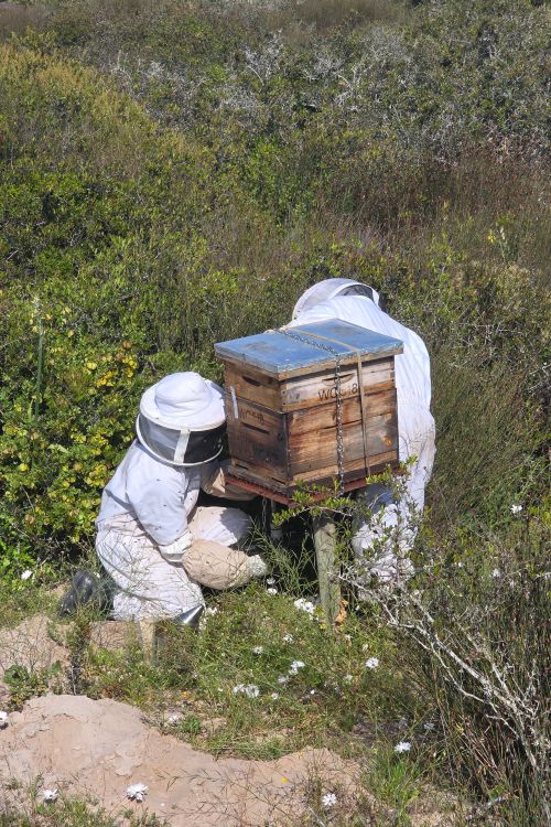 pjs honey harvesting2